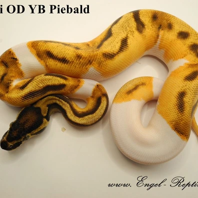 Enchi Orange Dream YB Piebald Ball Python - unknown for sale from Engel-Reptiles
