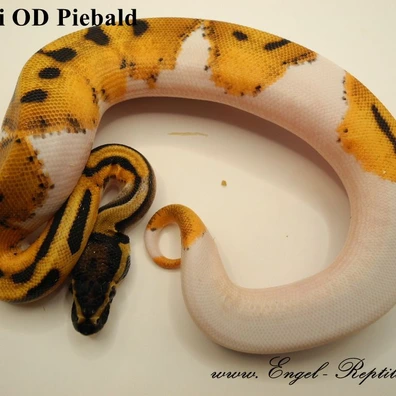 Enchi Orange Dream Piebald Ball Python - female for sale from Engel-Reptiles
