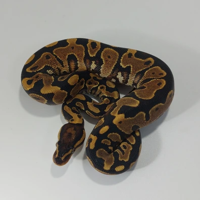 Yellowbelly Het Pied