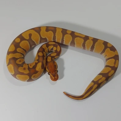 Enchi Ultramel 50%het Clown Ball Python - male for sale from Herp-Utopia