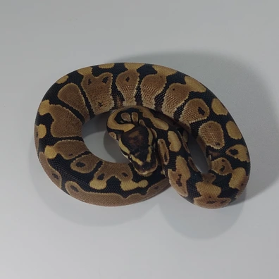 Spark Het Pied Ball Python - male for sale from Herp-Utopia
