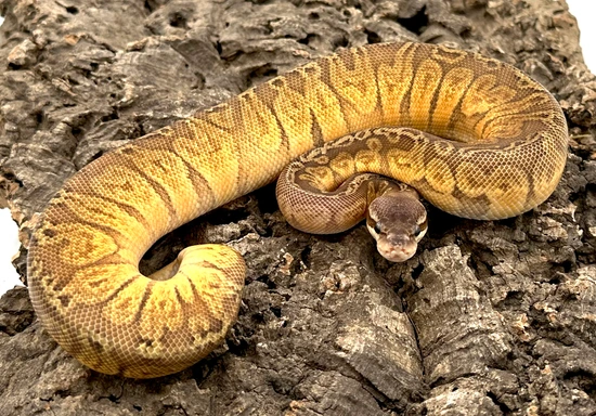 Sunset Pastel %100 Het Ghost Ball Python by Herps Etc Reptiles