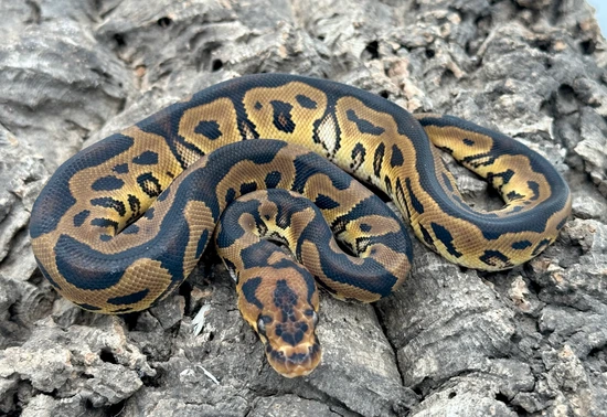 Candy Clown Ball Python Clown %100 Dh Pied Candy Ball Python by Herps Etc Reptiles