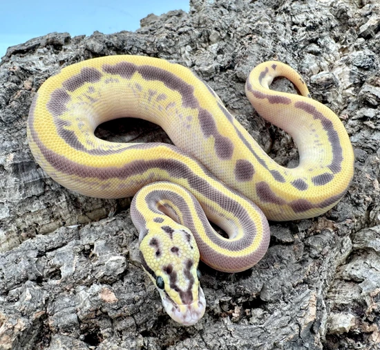 Python Cinnamon Freeway Freeway Leopard Enchi Vanilla Ball Python by Herps Etc Reptiles