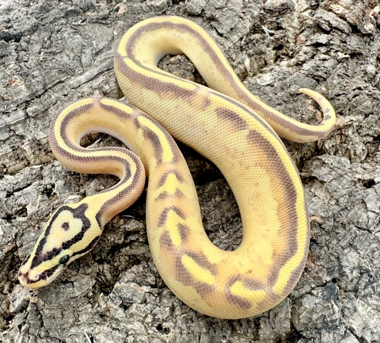 Freeway Leopard Enchi Vanilla Ball Python by Herps Etc Reptiles