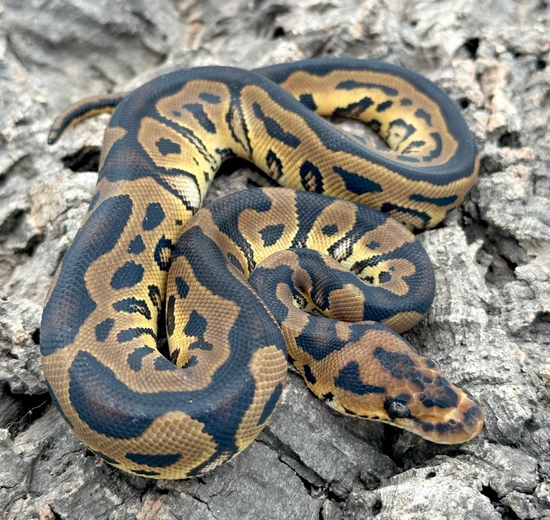 Ball Python Cyprus Candy Clown %100 Dh Pied Candy Ball Python by Herps Etc Reptiles