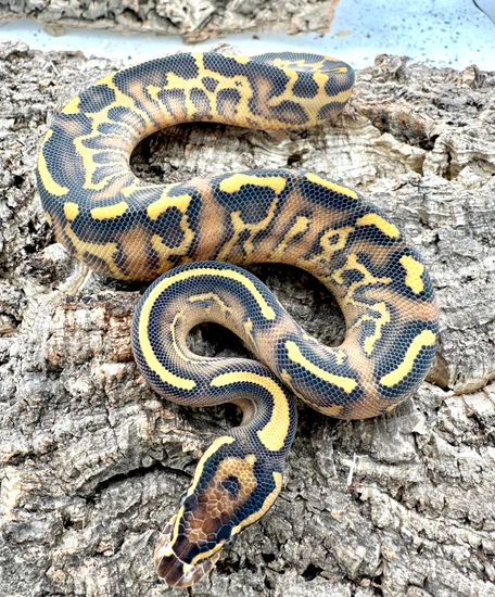 Freeway Leopard Ball Python by Herps Etc Reptiles