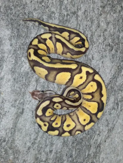 Hershey Python Firefly Het Pied Ball Python by Hershey Exotics