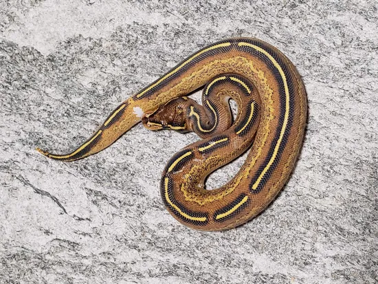 Hershey Python Freeway Ball Python by Hershey Exotics