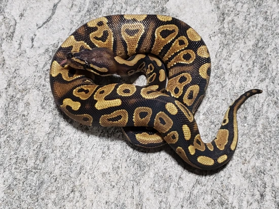 Hershey Python Yellowbelly Ball Python by Hershey Exotics