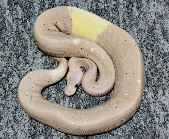 Banana 8Ball Firefly Het Pied Sandblast Ball Python by Hershey Exotics