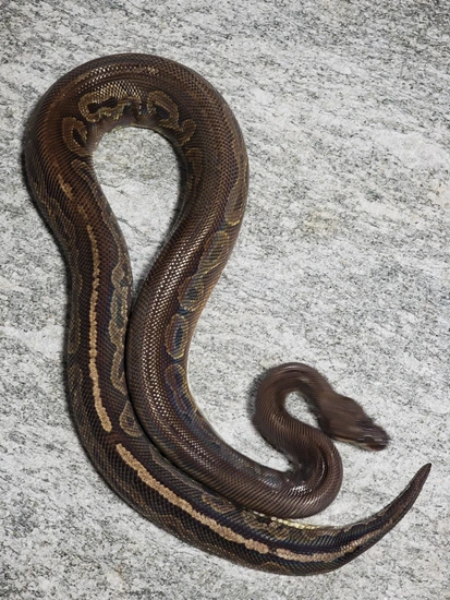 Hershey Python Cinnamon HRA Ball Python by Hershey Exotics