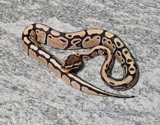 Hershey Python Fire Het Tri-Stripe Ball Python by Hershey Exotics