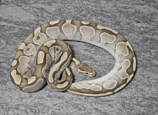 Hershey Python Fire Butter Ball Python by Hershey Exotics