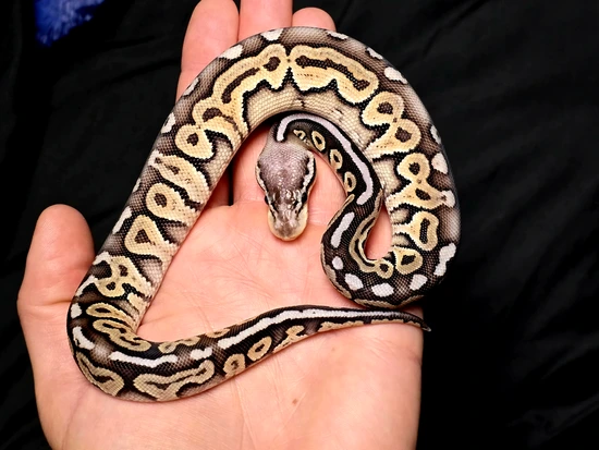 Hershey Python Pewter Het Tri-Stripe Ball Python by Hershey Exotics