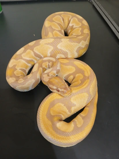 Camarillo 100%het Pied Ball Python by Dream Reptiles
