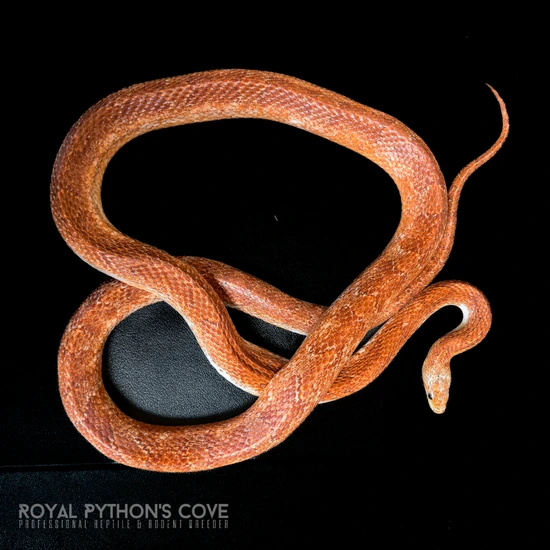 Piedside Corn Snake by Royal Python's Cove LLC