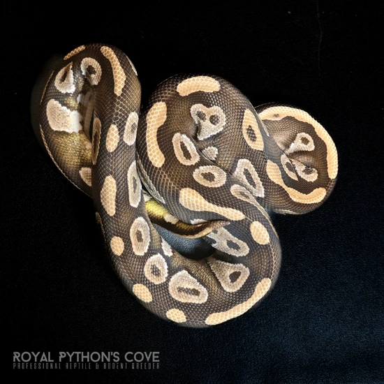 Mojave Het Clown Ball Python by Royal Python's Cove LLC