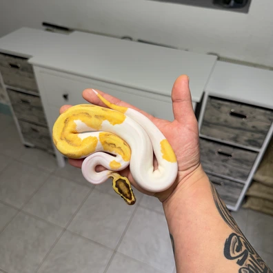 Enchi Fire GeneX OD Piebald 100% Het Clown