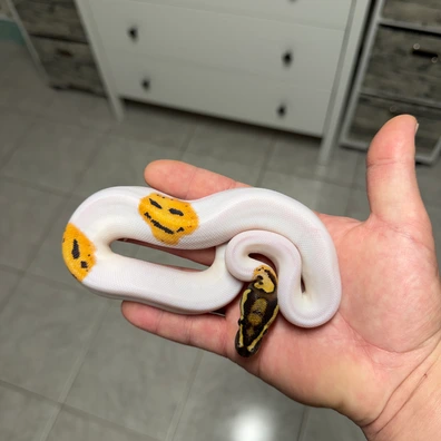 Fire GeneX OD Piebald 100% Het Clown