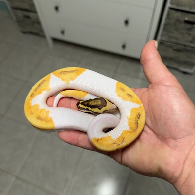 Enchi Fire GeneX OD Piebald 100% Het Clown