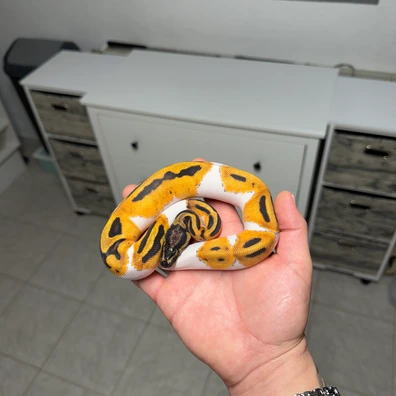 OD Piebald 100% Het Clown