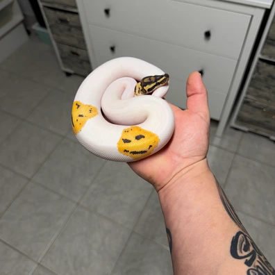 Fire GeneX Orange Dream Piebald 100% Het Clown Ball Python - male for sale from Highend-morphe