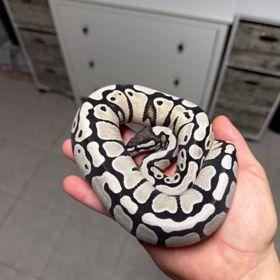 Axanthic TSK Desert Ghost Ball Python - female for sale from Highend-morphe