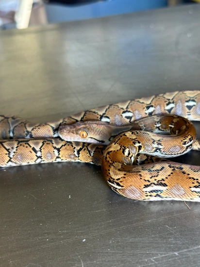 62.5% SD 25% Mindanao Retic Female Reticulated Python by HISSED