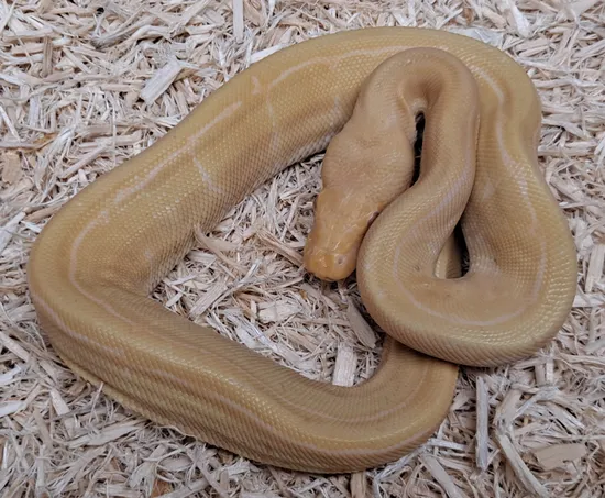 Albino Pin Ball Python by Jimenez Reptiles