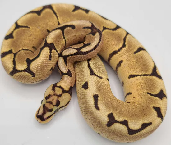Yellow Belly Spider Female Ball Python by House of Cards Beardies, LLC