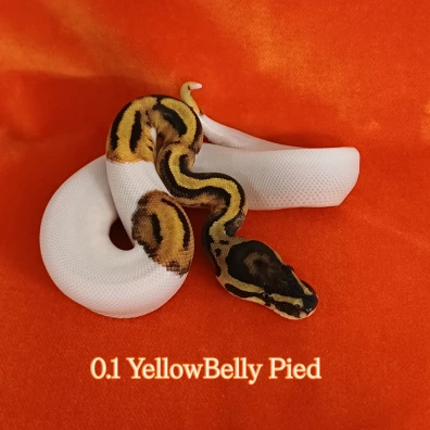 YellowBelly Pied Ball Python - female for sale from Hollandsnakes
