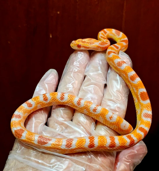 2024 Female Extreme Reverse Fluorescent ERO Corn Snake by Hollow Hills ...