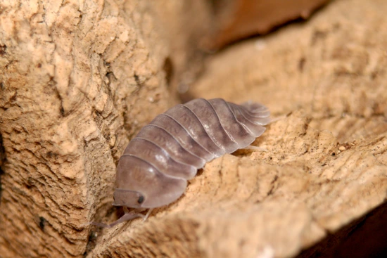 7ct. Silver Ghost Isopods - (Free Shipping) by Holy-Poly Isopods LLC