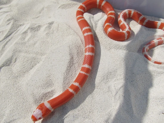 2023 2.1 Aberrant Line Bicolor And Tricolor Albino Honduran Milk Snakes ...