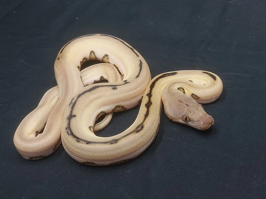 Platinum Velvet Reticulated Python by Honor Reptiles