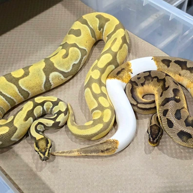 1.2 Desert Ghost Pied Trio. HOLDBACK ANIMALS. Ball Python - unknown for sale from Hoodsreptiles