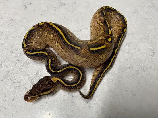Double Freeway Ball Python Freeway Ball Python by MacLean Morphs