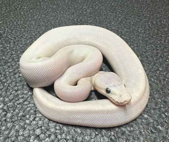 Super Bamboo Free Shipping Ball Python by MacLean Morphs