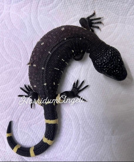 ULTRA BLACK Heloderma Horridum Beaded Lizard by Horridum Angeli Reptiles