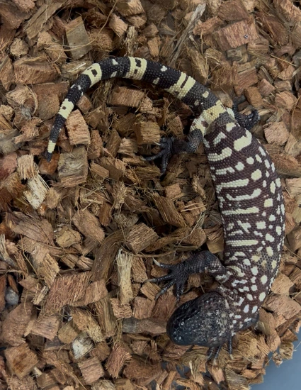 2024 Ultra Rio Beaded Lizard by Horridum Angeli Reptiles