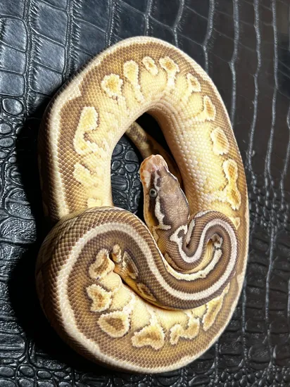 Pastel Lesser Spotnose Calico Ball Python by Hot Herps