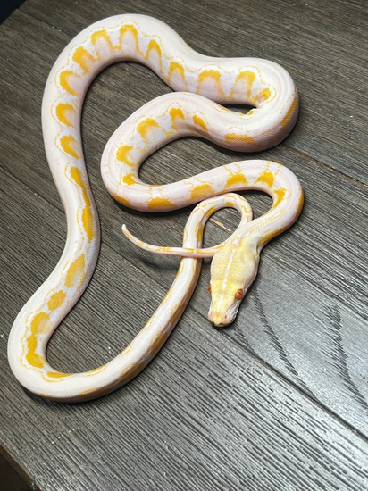 Amel Sunfire Reticulated Python by Hot Herps