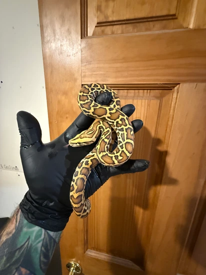 Caramel Burm Burmese Python by Hot Herps