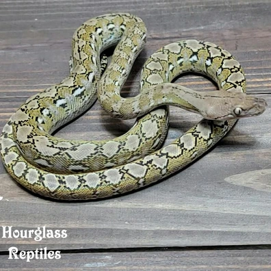 Super Dwarf Reticulated Pythons For Sale | MorphMarket