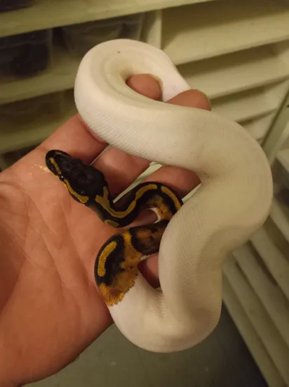 Tiger Pied Poss Het Albino Female Ball Python by Old State Constrictors