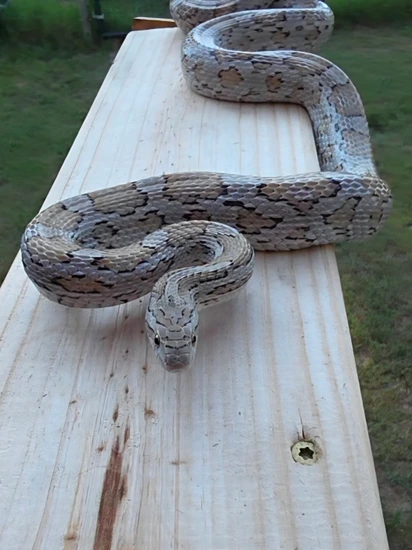 Miami Caramel Het. Scaleless + Corn Snake by Raines Critter Patch