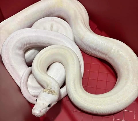 2022 Ultra Retic Reticulated Python by Fascination Herpetoculture and ...