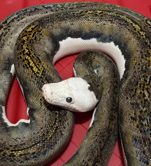 2023 Tiger Pied Retic Reticulated Python by Fascination Herpetoculture ...