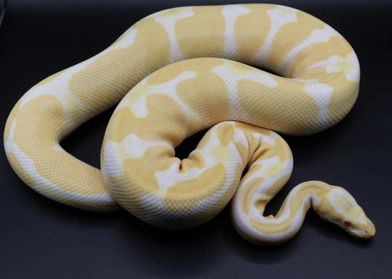Jolliff Tiger Albino Ball Python by Striking Scales
